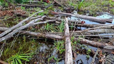 Deforestation Site with Tree Logs Piled in Swampland Water Stock Photos
