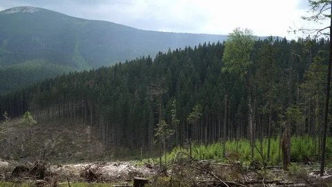 Deforestation. Slopes of the mountains with partly cut down coniferous trees on Stock Footage 93345312