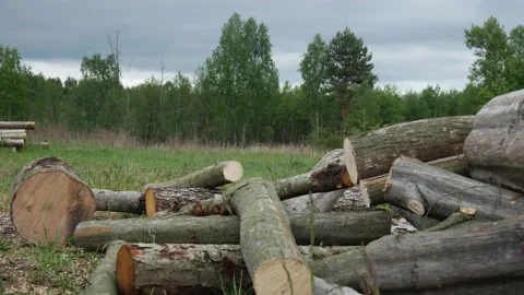 Deforestation. A stack of unchopped firewoods in green forest Video stock 131406763
