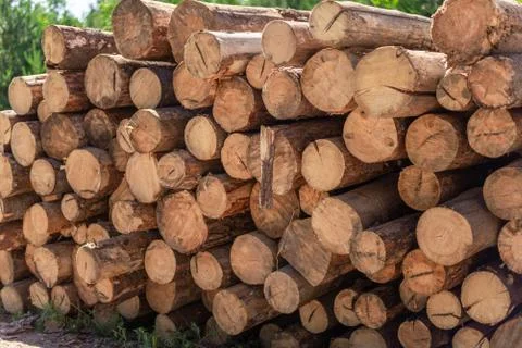 Deforestation, stacked logs Stock Photos