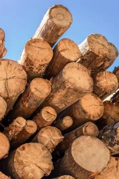 Deforestation, stacked logs Stock Photos