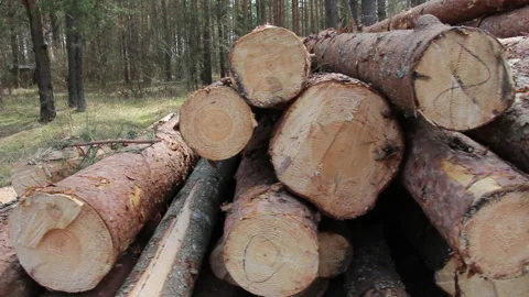 Deforestation. stored tree trunks. timber harvesting Stock Footage 153281182
