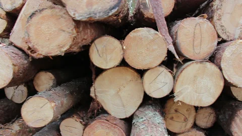 Deforestation. stored tree trunks. timber harvesting Stock Footage 153281351