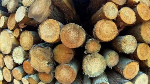 Deforestation, stove woods in wood stack, closeup, handheld Stock Footage 114886863