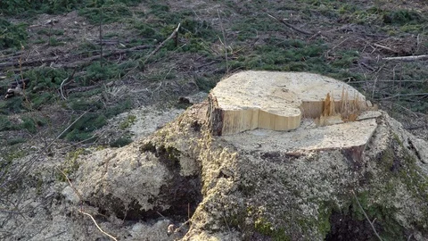 Deforestation is the stump of a felled tree Stock Footage 105492436