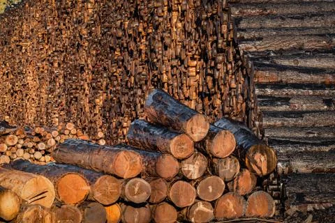 Deforestation through logging may be linked to California wildfires Stock Photos