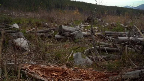 Deforestation. Timber clearing and land preparation in a forest area Stock Footage 329056969