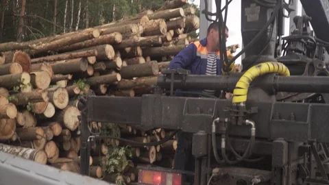 Deforestation, timber plant, ecology, timber production Stock Footage 114415312