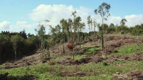 Deforestation timelapse 스톡 동영상 249421786