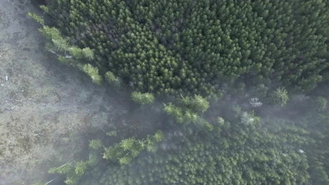 Deforestation - Top Down View Of Douglas Fir And Alder Trees In A Misty Stock Footage 153001968