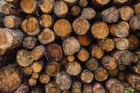 Deforestation. Tree cutting. Removal of trees for urban development. Stock Photos
