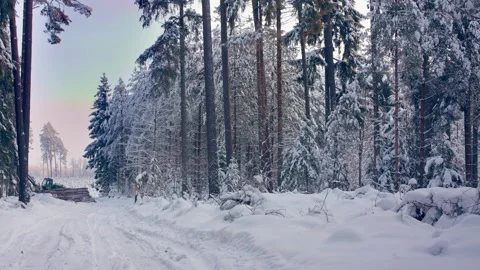 Deforestation. Tree felling in Latvia. Winter forest. Video stock 232233360