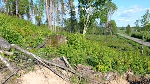 Deforestation, tree foresty exploitation, stumps, logs Stock Footage 154955177