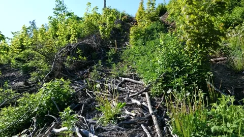 Deforestation, tree foresty exploitation, stumps, logs Stock Footage 154956659