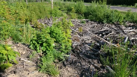 Deforestation, tree foresty exploitation, stumps, logs Stock Footage 154957998