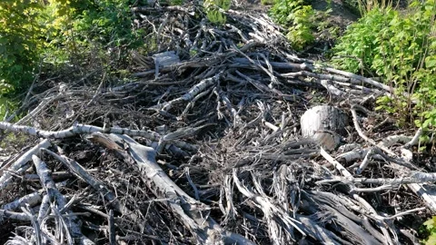 Deforestation, tree foresty exploitation, stumps, logs Stock Footage 154958505