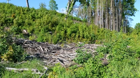 Deforestation, tree foresty exploitation, stumps, logs Stock Footage 154959350