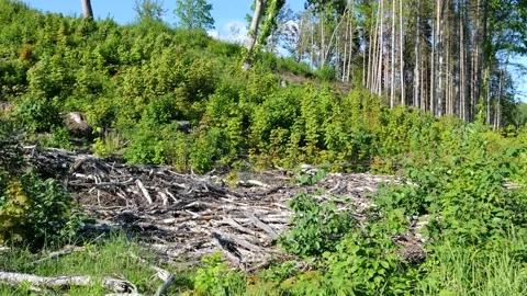 Deforestation, tree foresty exploitation, stumps, logs Stock Footage 154959613