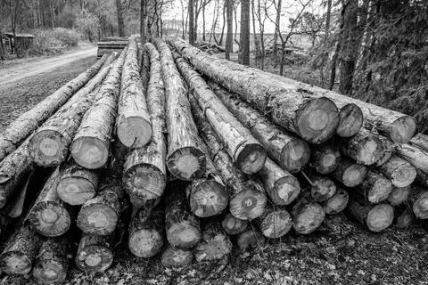 Deforestation. Tree log in forest. Pine tree log. Softwood lumber. Deforestation Stock Photos