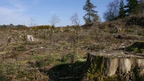 Deforestation - tree stumps Stock Footage 73835365