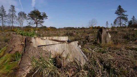 Deforestation - tree stumps Video stock 73835394