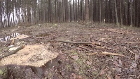 Deforestation. Tree stumps. Stock Footage 84500994