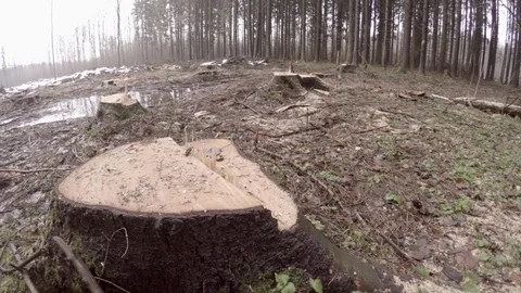 Deforestation. Tree stumps. Stock Footage 84504223