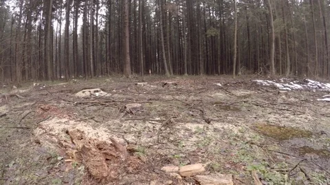 Deforestation. Tree stumps. Stock Footage 84505257
