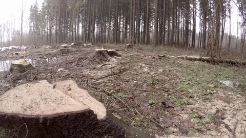 Deforestation. Tree stumps. Stock Footage