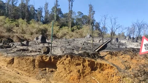 Deforestation Trees Cut Down And Burnt Stock Footage 303259945