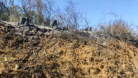 Deforestation Trees Cut Down And Burnt 2 Stock Footage 303260039