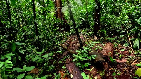 Deforestation in a tropical forest, tree has been cut down Stock Footage 336919103