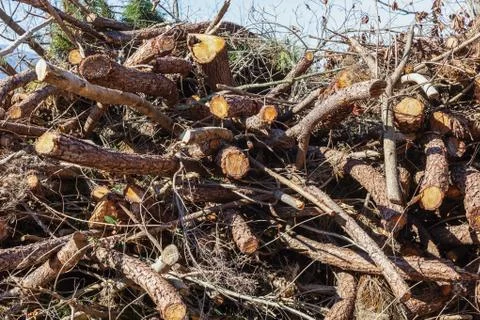 Deforestation, trunks lying on the ground. Stock Photos