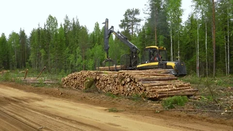 Deforestation. Unloading logs into stacks in the forest. 스톡 동영상 291526543