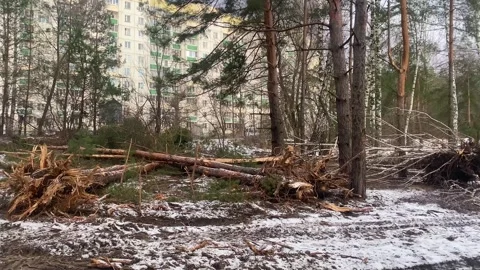 Deforestation using machinery in winter. Stock Footage 257057861