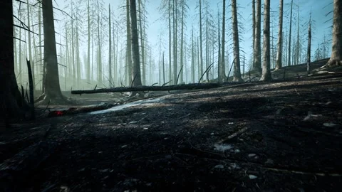 Deforestation of vegetation and trees Stock Footage 196532941