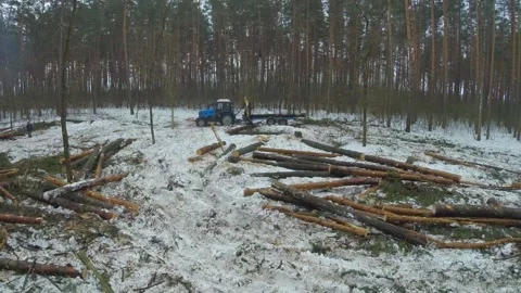 Deforestation in winter. loading and transportation of timber. Stock Footage 100154749