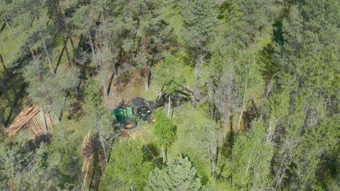 Deforestation by wood cutting machine. Forest wheeled harvester is sawing sick Stock Footage 134984357