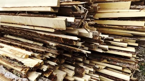 Deforestation. wood preparing from trees, cut pieces laying in Piles. Collecting Stock Footage 306583437
