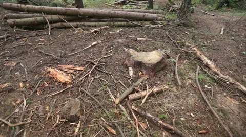 Deforestation in the woods Stock Footage 52800860