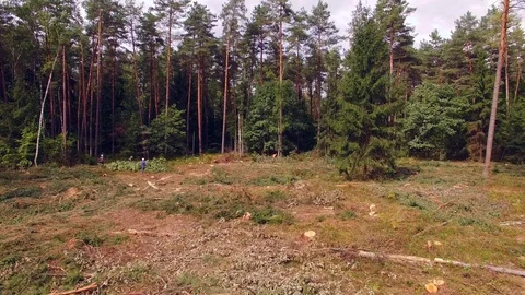 Deforestation. Woodworking factory. Worker is sawing a tree, cuts a wood Stock Footage 95321153