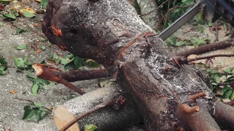 Deforestation, Worker cuts a felled tree trunk with a chainsaw. rugged bark of a Stock-Footage 336569968