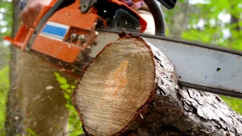 Deforestation, Worker cuts a felled tree trunk with a chainsaw. rugged bark of a 스톡 동영상 336570059