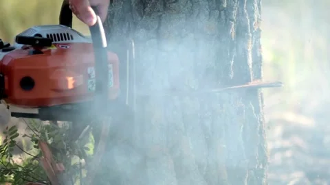 Deforestation, Worker cuts a felled tree trunk with a chainsaw. rugged bark of a 스톡 동영상 336570265