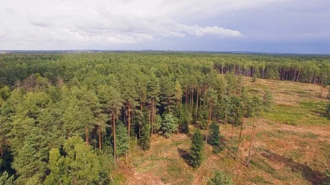 Deforestation. Worker is sawing a tree, cuts a wood. Woodcutter cutting down a Stock Footage 95319533