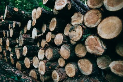 Deforestation in the world. Logging. Cut down tree trunks lie in the woods Stock Photos