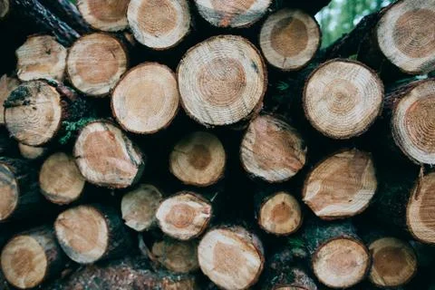 Deforestation in the world. Logging. Cut down tree trunks lie in the woods Stock Photos