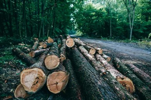 Deforestation in the world. Logging. Cut down tree trunks lie in the woods Stock Photos
