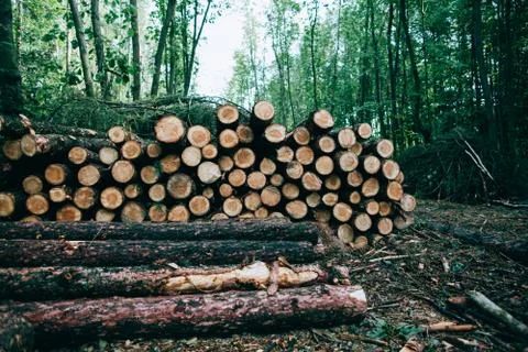 Deforestation in the world. Logging. Cut down tree trunks lie in the woods Stock Photos