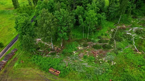 A deforested area with fallen trees and stacks of logs surrounded by lush Stock Footage 291779880